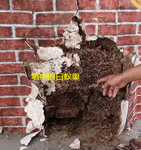 汕頭潮順白蟻防治