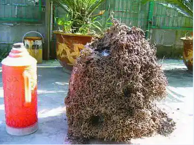 汕頭潮陽區(qū)白蟻防治站是在哪里