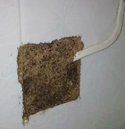 汕頭白蟻防治
