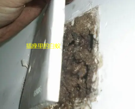 汕頭市白蟻防治站