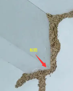 汕頭市哪里有治白蟻
