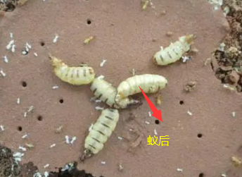汕頭防治白蟻站